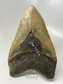 Megalodon Shark Tooth 5.70 Huge Amazing Fossil Authentic 13648