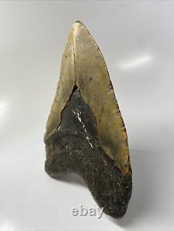 Megalodon Shark Tooth 5.70 Huge Amazing Fossil Authentic 13648