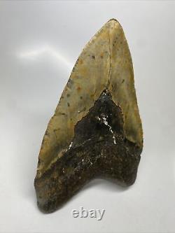 Megalodon Shark Tooth 5.70 Huge Amazing Fossil Authentic 13648