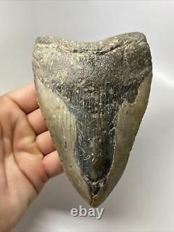 Megalodon Shark Tooth 5.70 Huge Amazing Fossil Authentic 13648