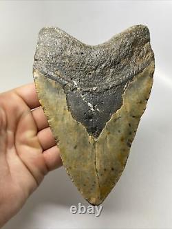 Megalodon Shark Tooth 5.70 Huge Amazing Fossil Authentic 13648