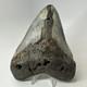 Megalodon Shark Tooth 5.70 Inch Huge Colorful Fossil Authentic 20238