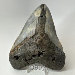 Megalodon Shark Tooth 5.70 Inch Huge Colorful Fossil Authentic 20238 Megalodon Shark Tooth 5.70 Inch Huge Colorful Fossil Authentic 20238