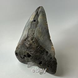 Megalodon Shark Tooth 5.70 Inch Huge Colorful Fossil Authentic 20238