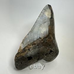 Megalodon Shark Tooth 5.70 Inch Huge Colorful Fossil Authentic 20238