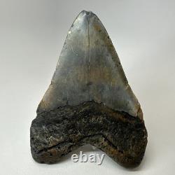 Megalodon Shark Tooth 5.70 Inch Huge Colorful Fossil Authentic 20238