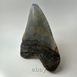 Megalodon Shark Tooth 5.70 Inch Huge Colorful Fossil Authentic 20238