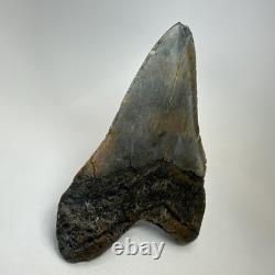 Megalodon Shark Tooth 5.70 Inch Huge Colorful Fossil Authentic 20238