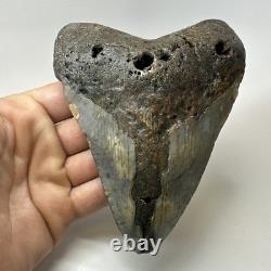 Megalodon Shark Tooth 5.70 Inch Huge Colorful Fossil Authentic 20238