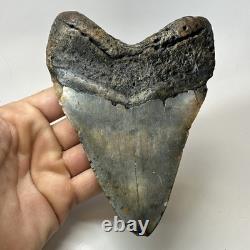 Megalodon Shark Tooth 5.70 Inch Huge Colorful Fossil Authentic 20238