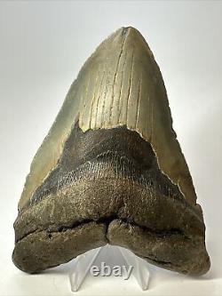 Megalodon Shark Tooth 5.71 Huge Authentic Fossil Natural 17428