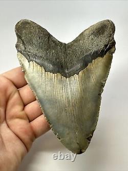 Megalodon Shark Tooth 5.71 Huge Authentic Fossil Natural 17428