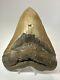 Megalodon Shark Tooth 5.71 Huge Authentic Natural Fossil 18471