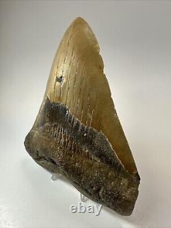 Megalodon Shark Tooth 5.71 Huge Authentic Natural Fossil 18471