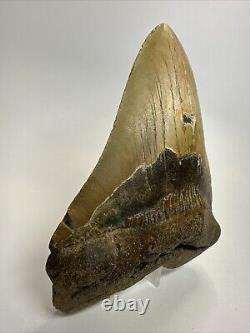 Megalodon Shark Tooth 5.71 Huge Authentic Natural Fossil 18471