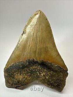 Megalodon Shark Tooth 5.71 Huge Authentic Natural Fossil 18471