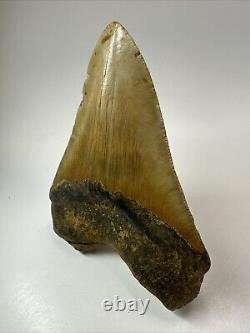 Megalodon Shark Tooth 5.71 Huge Authentic Natural Fossil 18471