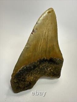 Megalodon Shark Tooth 5.71 Huge Authentic Natural Fossil 18471