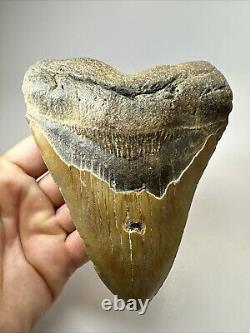 Megalodon Shark Tooth 5.71 Huge Authentic Natural Fossil 18471