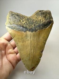 Megalodon Shark Tooth 5.71 Huge Authentic Natural Fossil 18471