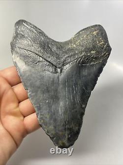 Megalodon Shark Tooth 5.71 Huge Heavy Fossil Black 13800