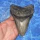 Megalodon Shark Tooth 5.71'' Huge Teeth Meg Scuba Diver Direct Fossil Nc 9034