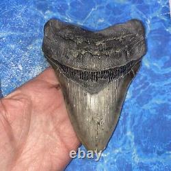 Megalodon Shark Tooth 5.71'' Huge Teeth Meg Scuba Diver Direct Fossil Nc 9034