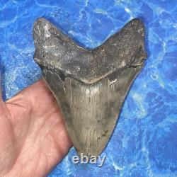 Megalodon Shark Tooth 5.71'' Huge Teeth Meg Scuba Diver Direct Fossil Nc 9034