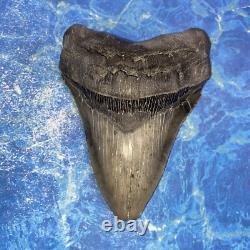 Megalodon Shark Tooth 5.71'' Huge Teeth Meg Scuba Diver Direct Fossil Nc 9034