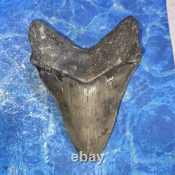 Megalodon Shark Tooth 5.71'' Huge Teeth Meg Scuba Diver Direct Fossil Nc 9034