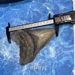 Megalodon Shark Tooth 5.71'' Huge Teeth Meg Scuba Diver Direct Fossil Nc 9034