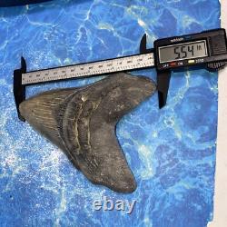 Megalodon Shark Tooth 5.71'' Huge Teeth Meg Scuba Diver Direct Fossil Nc 9034