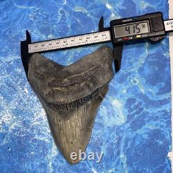 Megalodon Shark Tooth 5.71'' Huge Teeth Meg Scuba Diver Direct Fossil Nc 9034