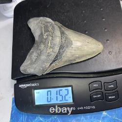 Megalodon Shark Tooth 5.71'' Huge Teeth Meg Scuba Diver Direct Fossil Nc 9034