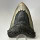 Megalodon Shark Tooth 5.71 Inch Huge Authentic Fossil Natural Teeth 20084