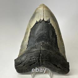 Megalodon Shark Tooth 5.71 Inch Huge Authentic Fossil Natural Teeth 20084
