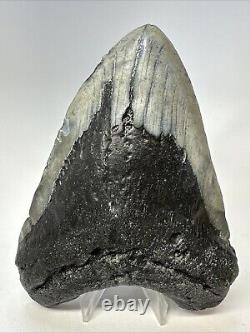 Megalodon Shark Tooth 5.72 Huge Authentic Fossil Carolina 19040