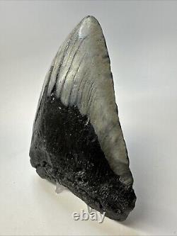 Megalodon Shark Tooth 5.72 Huge Authentic Fossil Carolina 19040