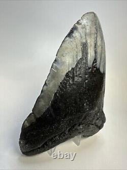 Megalodon Shark Tooth 5.72 Huge Authentic Fossil Carolina 19040