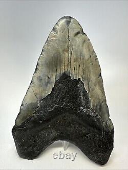 Megalodon Shark Tooth 5.72 Huge Authentic Fossil Carolina 19040