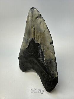 Megalodon Shark Tooth 5.72 Huge Authentic Fossil Carolina 19040