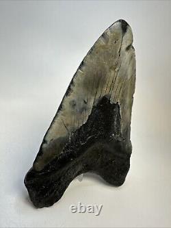 Megalodon Shark Tooth 5.72 Huge Authentic Fossil Carolina 19040