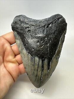 Megalodon Shark Tooth 5.72 Huge Authentic Fossil Carolina 19040