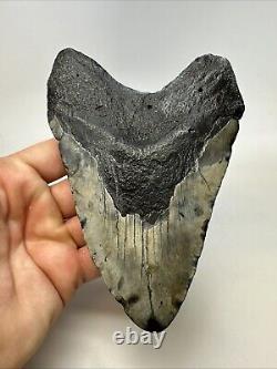 Megalodon Shark Tooth 5.72 Huge Authentic Fossil Carolina 19040