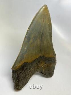 Megalodon Shark Tooth 5.72 Huge Natural Fossil Authentic 10563