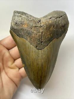 Megalodon Shark Tooth 5.72 Huge Natural Fossil Authentic 10563