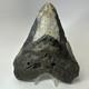 Megalodon Shark Tooth 5.72 Inch Authentic Large Fossil Natural Rare 20266