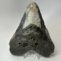 Megalodon Shark Tooth 5.72 Inch Authentic Large Fossil Natural Rare 20266