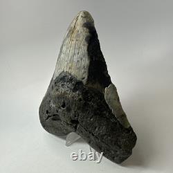 Megalodon Shark Tooth 5.72 Inch Authentic Large Fossil Natural Rare 20266