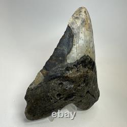 Megalodon Shark Tooth 5.72 Inch Authentic Large Fossil Natural Rare 20266